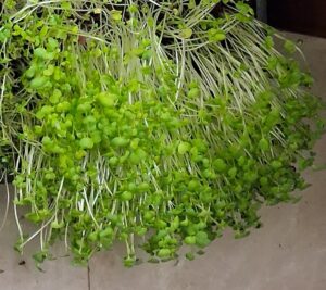 Microgreen